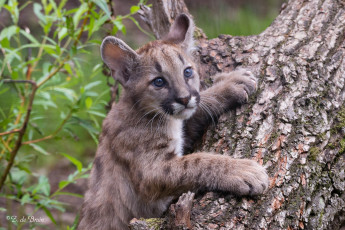 Картинка животные -+другое малыш природа трава дерево забавный