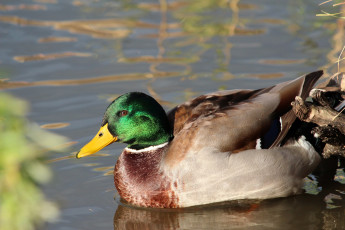Картинка животные утки пернатые природа город водоём водоплавающие селезень пруд птицы рязань
