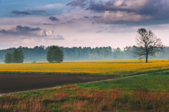 Картинка природа луга луг