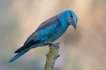 Картинка сойка животные сойки птица окрас перья