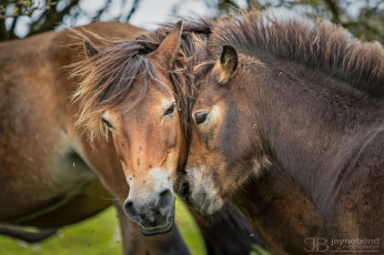 Картинка животные лошади