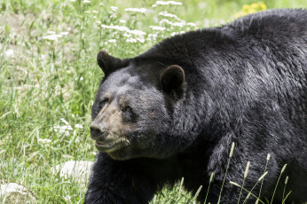 Картинка животные медведи животное большой природа медведь