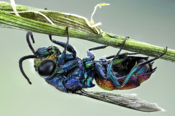 Картинка животные пчелы +осы +шмели макро