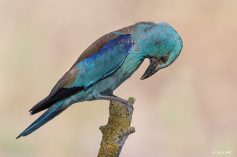 Картинка животные птицы клюв перья окрас птица