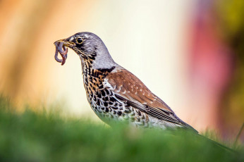 Картинка животные птицы птица окрас перья