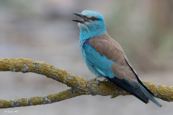 Картинка животные птицы птица окрас перья
