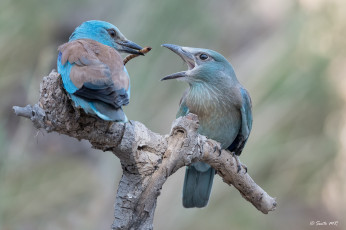 Картинка животные птицы забавная окрас перья птица