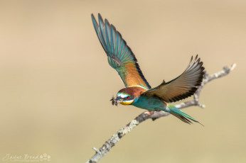 Картинка животные щурки+ пчелоеды птица