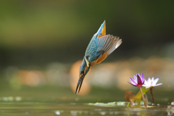 Картинка животные зимородки забавная перья окрас птица