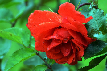 Картинка цветы розы бутон лепестки petals bud rose leaves blossoms листья цветение роза