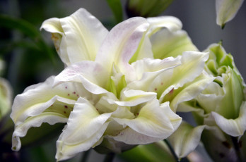 Картинка цветы лилии +лилейники lily bloom лепестки цветение petals