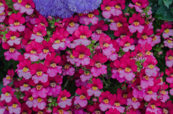 Картинка цветы львиный+зев львиный зев