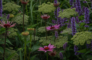 Картинка цветы разные+вместе клумба