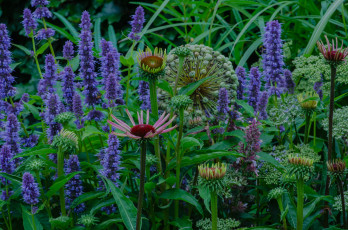 Картинка цветы разные+вместе клумба