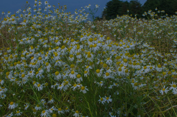 Картинка цветы ромашки