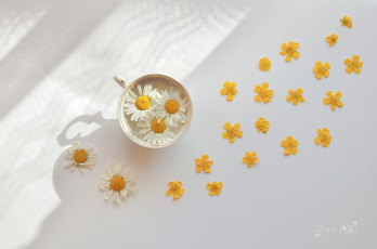 Картинка цветы ромашки вода ромашка чашка