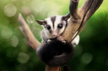 Картинка животные -+другое боке зверёк ветка сахарный поссум животное