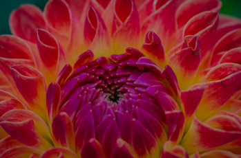 Картинка цветы георгины макро