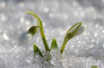 Картинка цветы подснежники +белоцветники +пролески цветение первоцветы март красота дача галантус весна природа