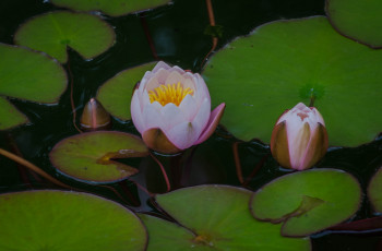 Картинка цветы лилии+водяные +нимфеи +кувшинки бутоны