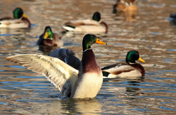 Картинка животные утки селезень птицы рязань пруд природа пернатые город водоём водоплавающие