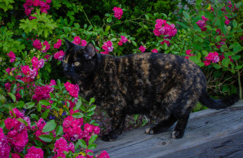 Картинка животные коты кошка