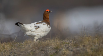 Картинка животные птицы забавная перья окрас птица
