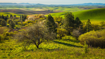 Картинка природа деревья пейзаж