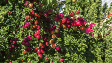 Картинка природа плоды слива листья ветки дерево