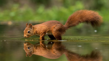 Картинка животные белки животное зверёк отражение вода белка грызун