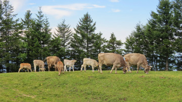 Картинка животные коровы +буйволы луг