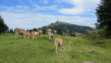 Картинка животные коровы +буйволы луг