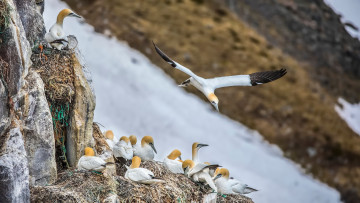 Картинка животные олуши клюв белая птица олуша