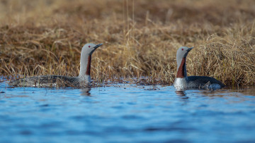 Картинка животные птицы клюв перья птица окрас