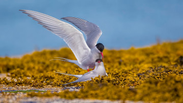 Картинка животные птицы птица окрас перья