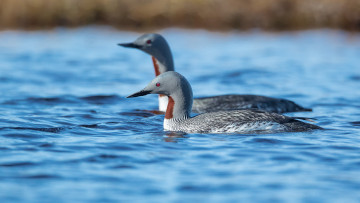 Картинка животные птицы птица забавная окрас перья
