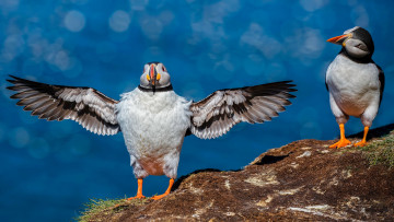 Картинка животные тупики перья птица окрас тупик