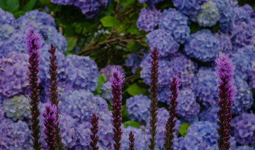 Картинка цветы разные+вместе сиреневые