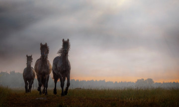 Картинка животные лошади хвост грива окрас лошадь