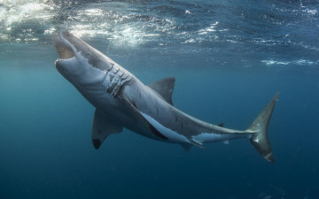 Картинка животные акулы море акула