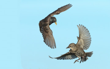 Картинка животные вороны +грачи +галки птицы