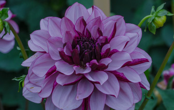 Картинка цветы георгины георгина