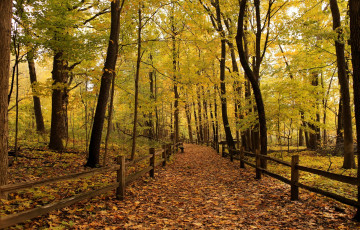 Картинка природа деревья тропа листва забор растения