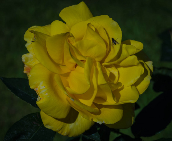 Обои картинки фото цветы, розы, роза