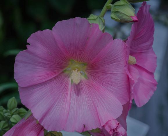 Обои картинки фото цветы, мальвы, розовые