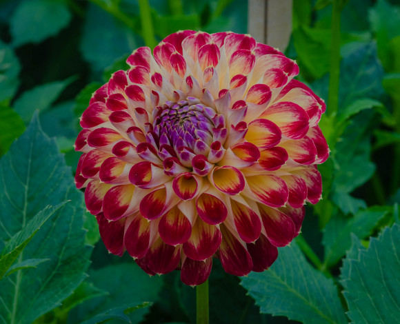 Обои картинки фото цветы, георгины, георгина