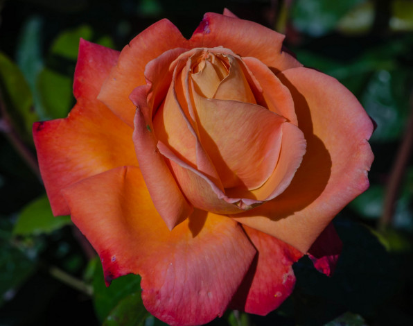 Обои картинки фото цветы, розы, роза