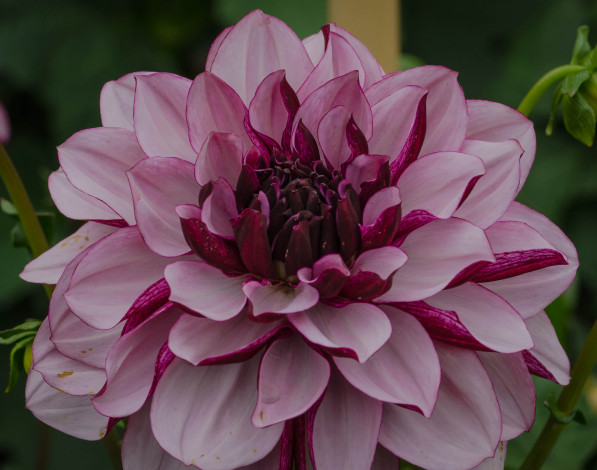 Обои картинки фото цветы, георгины, георгина