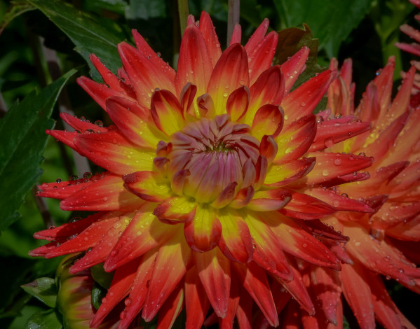 Обои картинки фото цветы, георгины, огненная