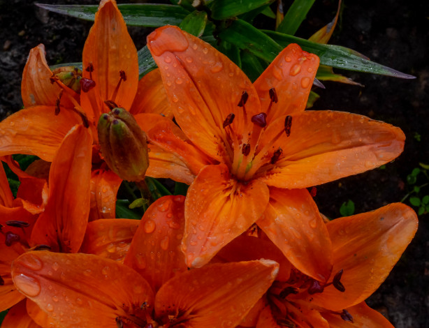 Обои картинки фото цветы, лилии,  лилейники